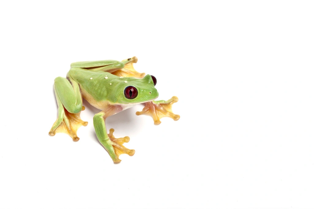 Kæmpe Rød Øjet Løvfrø (Agalychnis Spurellli)